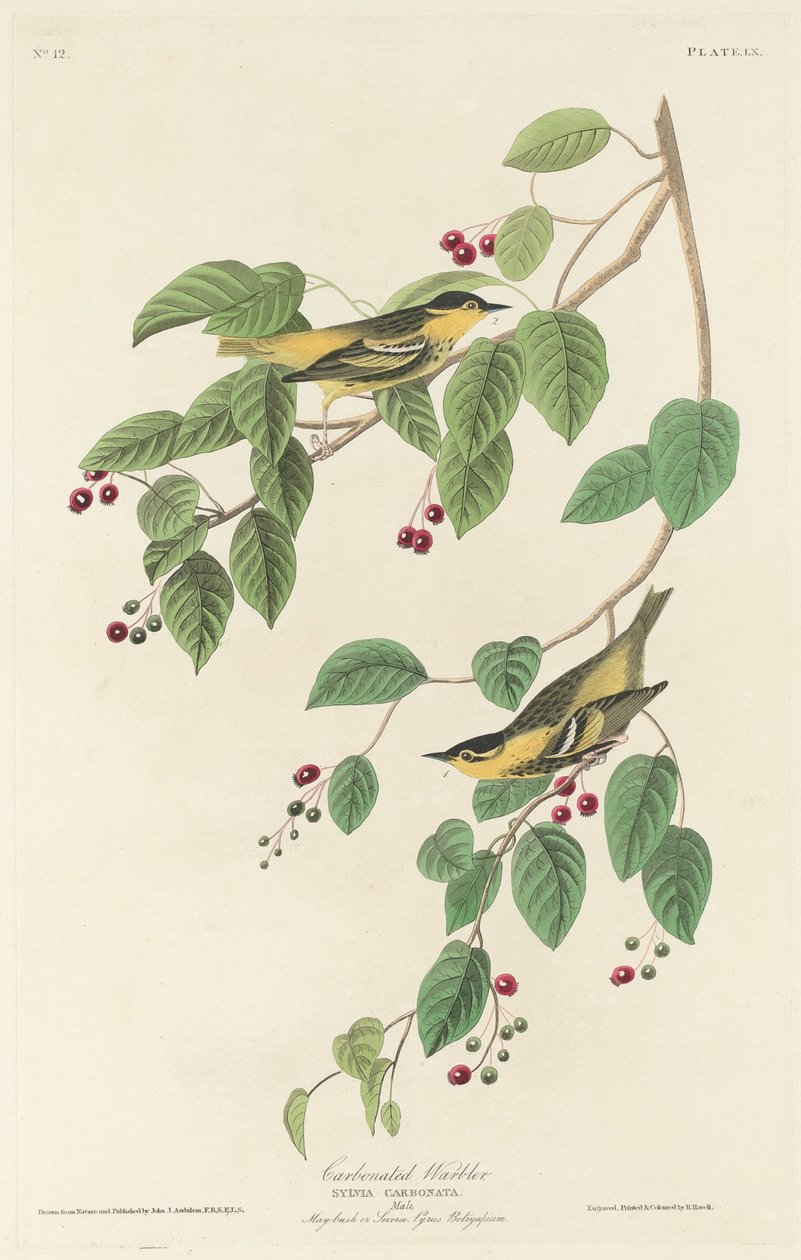 Kohlmeise von Robert Havell after John James Audubon