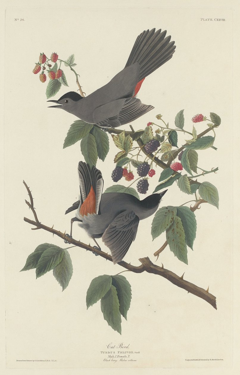 Katzenvogel von Robert Havell after John James Audubon
