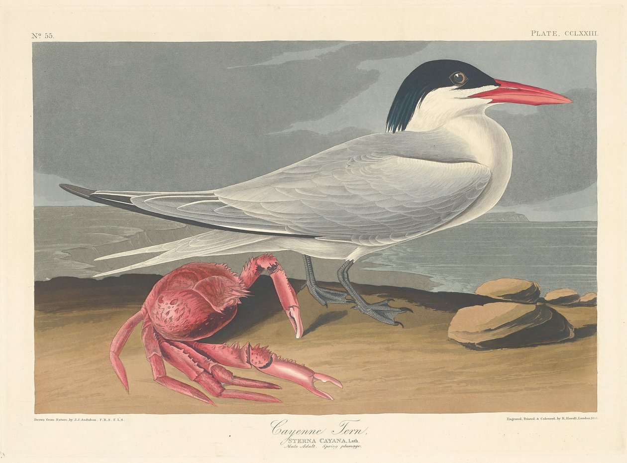 Cayenne-Seeschwalbe von Robert Havell after John James Audubon