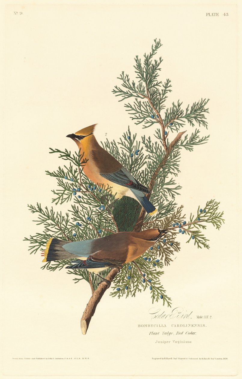 Zedernvogel von Robert Havell after John James Audubon