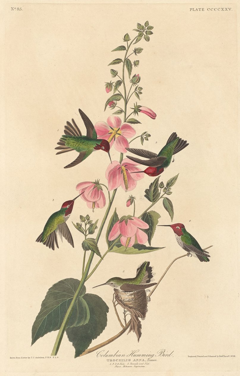 Kolumbianischer Kolibri von Robert Havell after John James Audubon