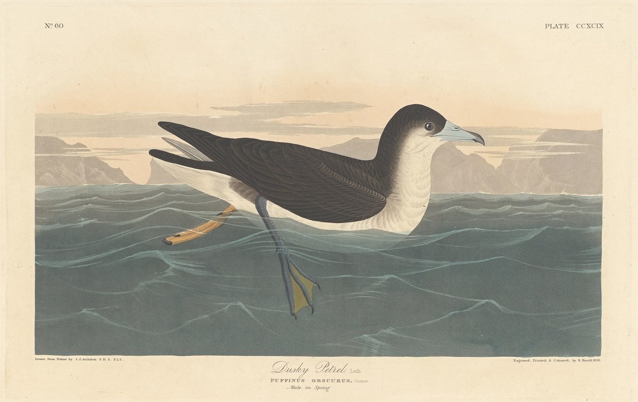 Dunkler Sturmtaucher von Robert Havell after John James Audubon