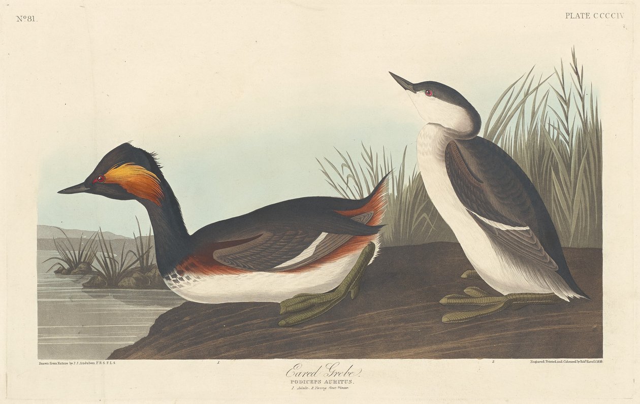 Schwarzhalstaucher von Robert Havell after John James Audubon