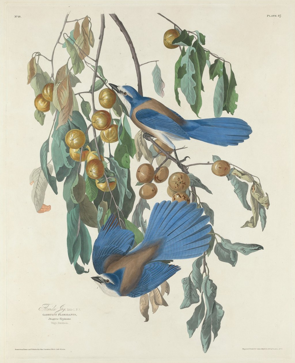 Florida-Häher von Robert Havell after John James Audubon
