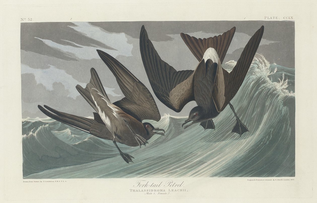 Gabelschwanz-Sturmtaucher von Robert Havell after John James Audubon