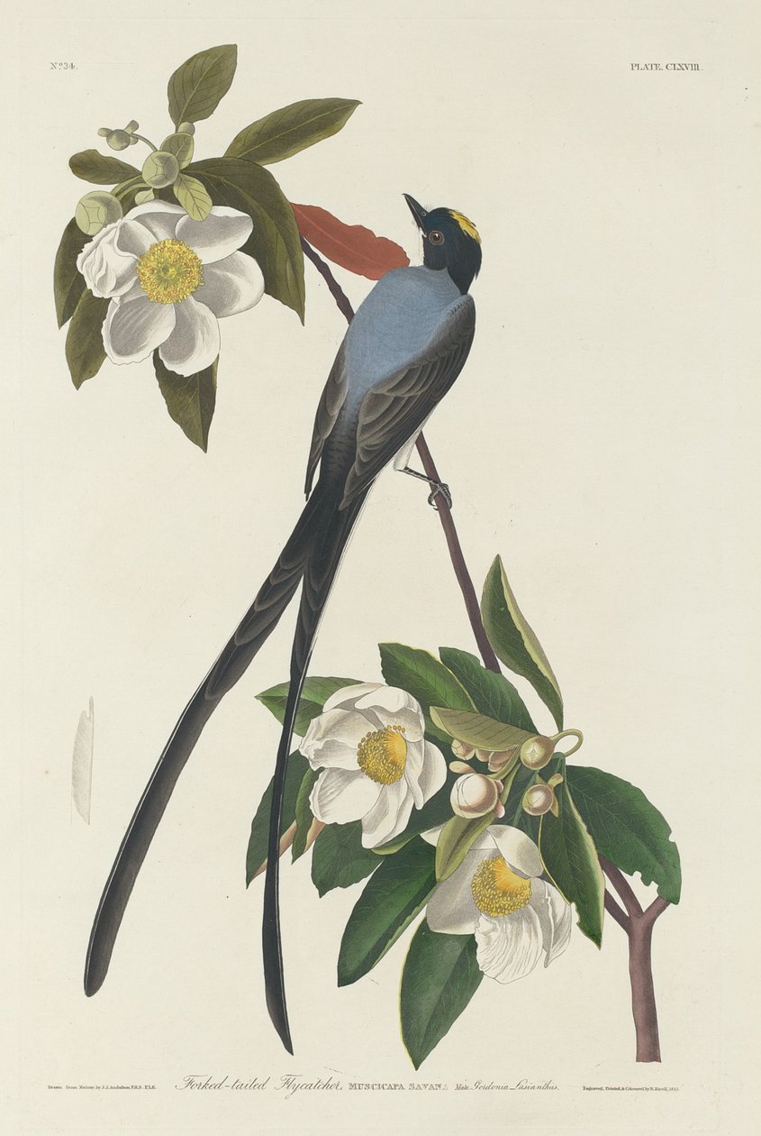 Gabelschwanz-Tyrann von Robert Havell after John James Audubon