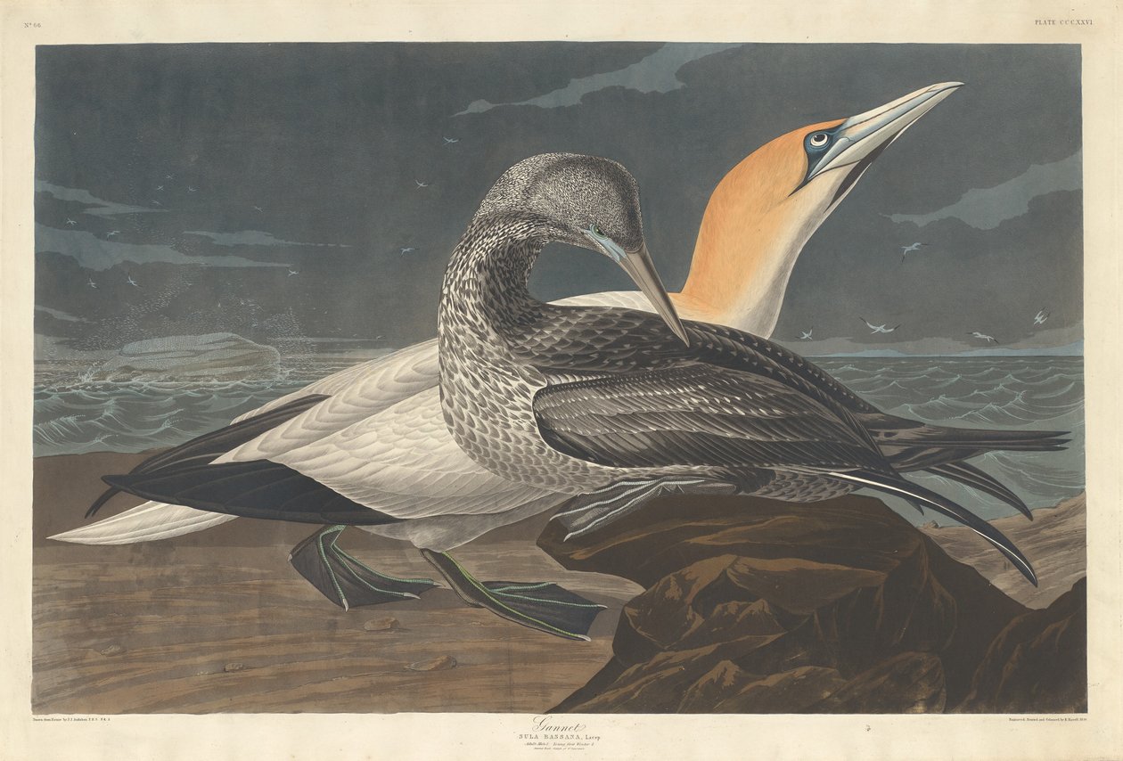 Basstölpel von Robert Havell after John James Audubon