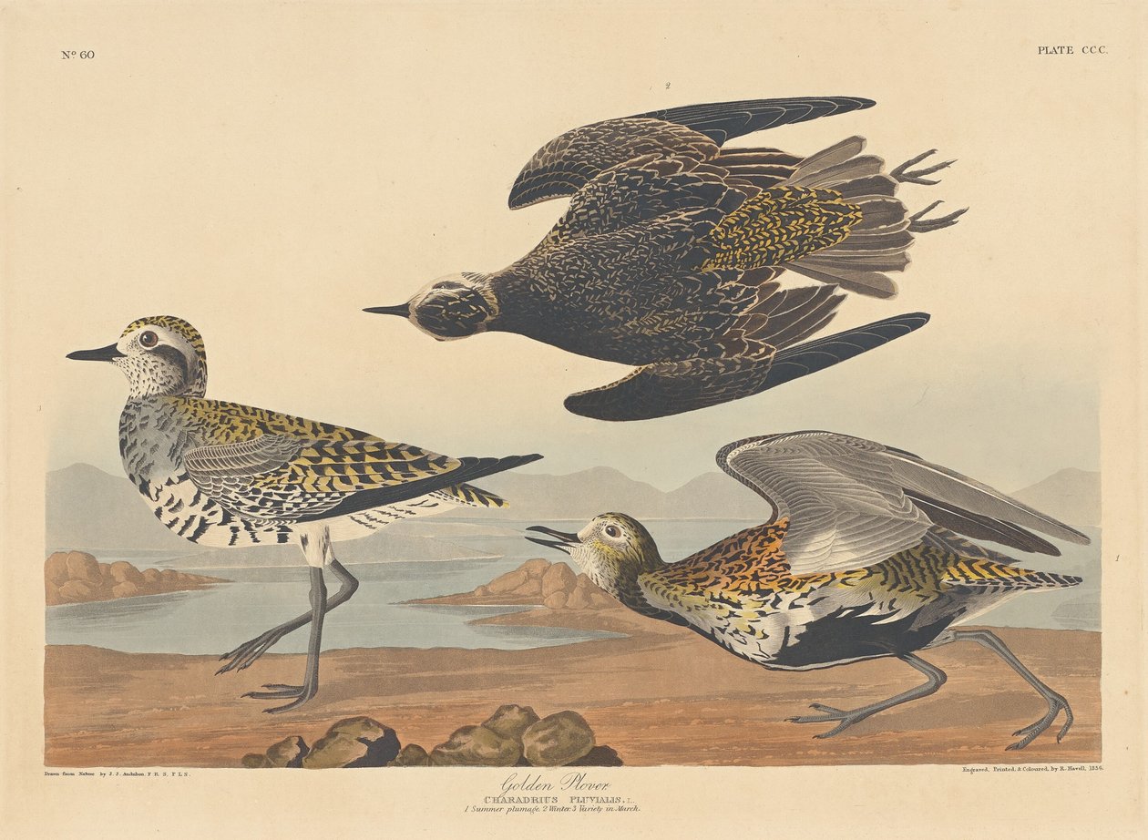 Goldregenpfeifer von Robert Havell after John James Audubon