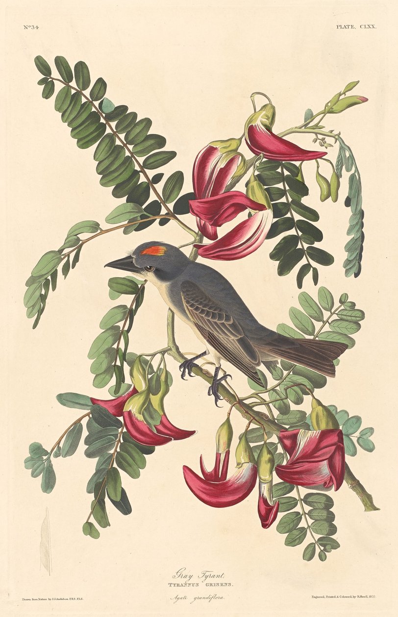 Grauer Tyrann von Robert Havell after John James Audubon