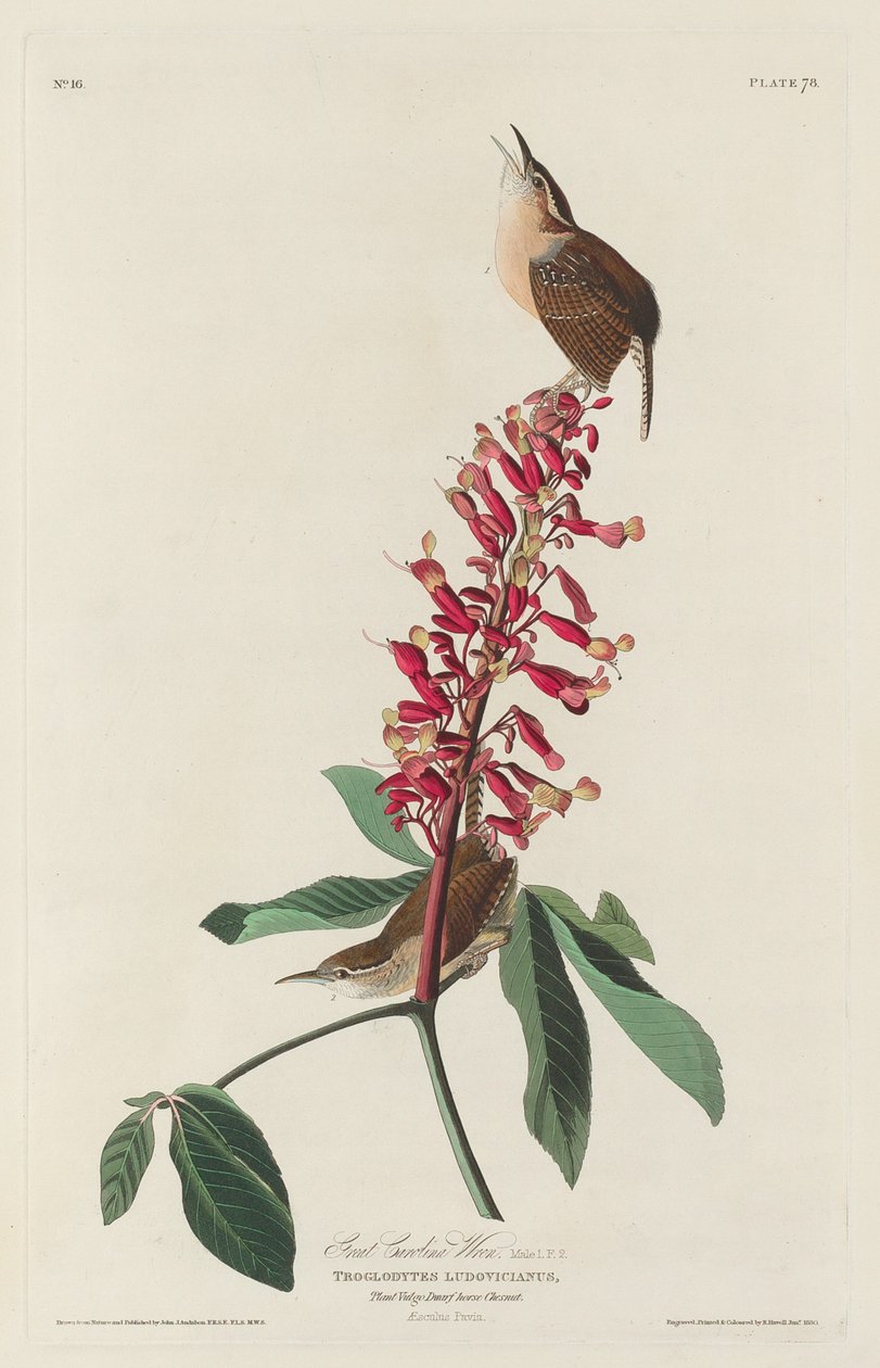 Großer Carolina-Zaunkönig von Robert Havell after John James Audubon