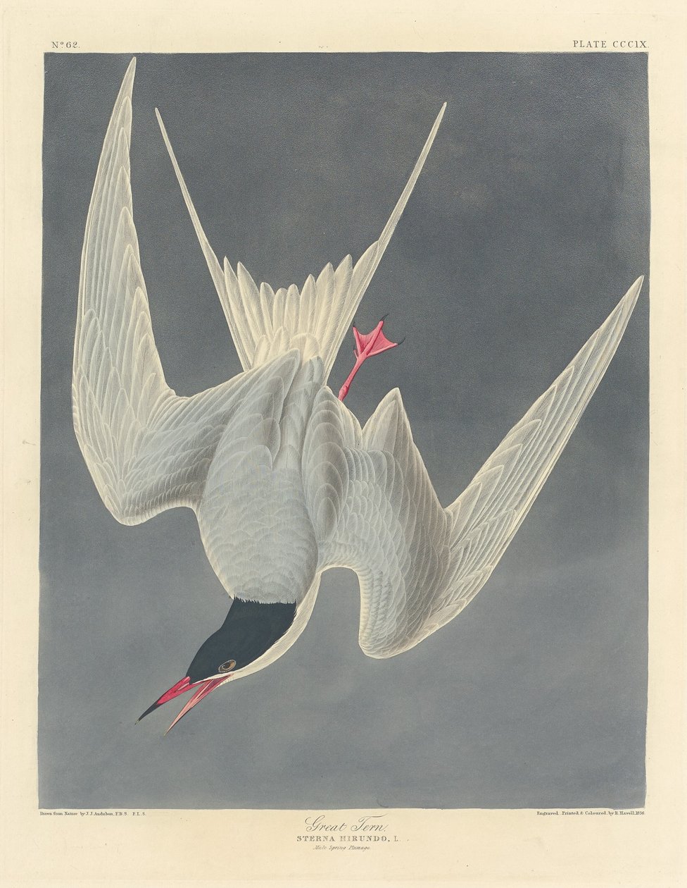 Große Seeschwalbe von Robert Havell after John James Audubon