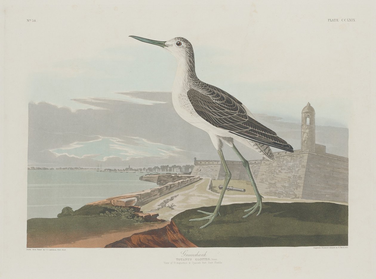 Grünschenkel von Robert Havell after John James Audubon