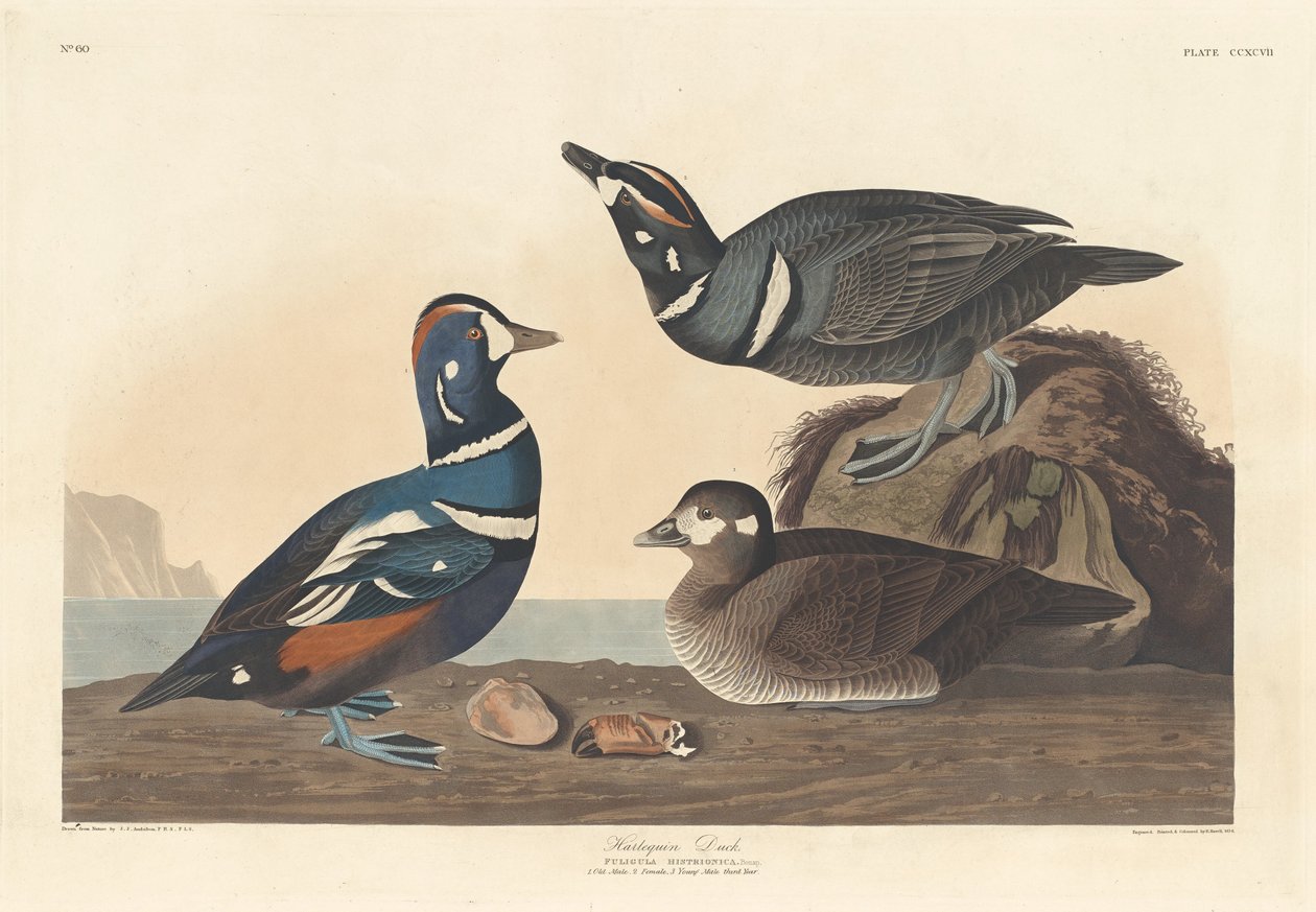 Harlekinente von Robert Havell after John James Audubon