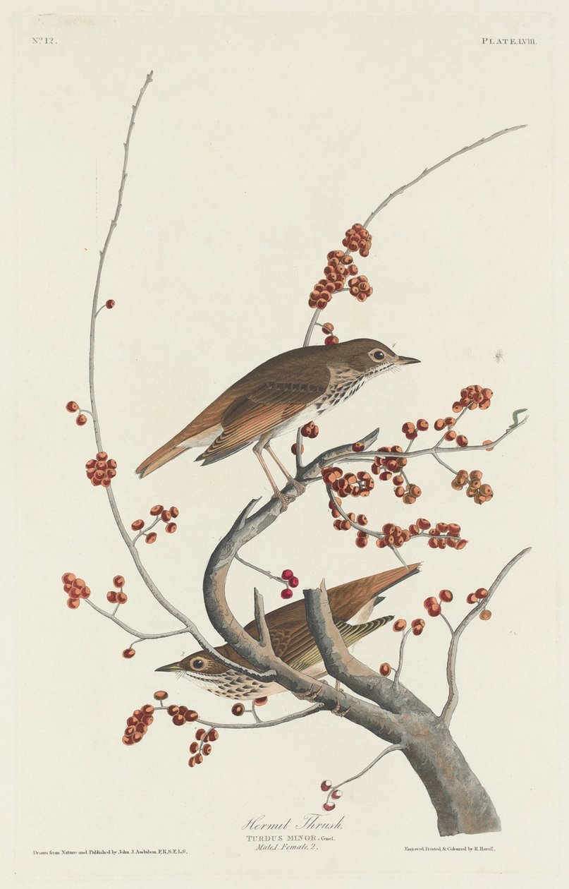 Wald-Drossel von Robert Havell after John James Audubon