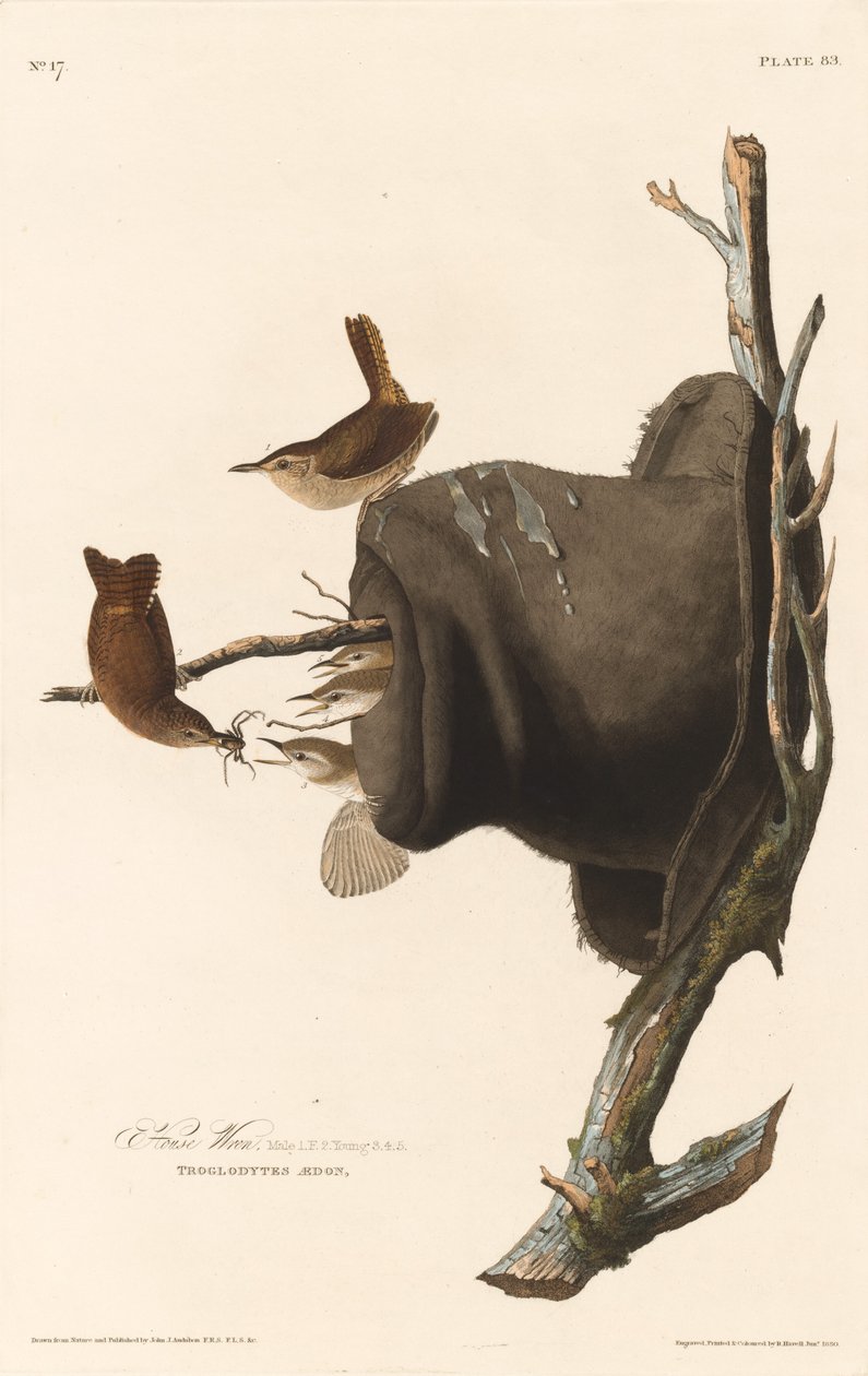 Hauszaunkönig von Robert Havell after John James Audubon