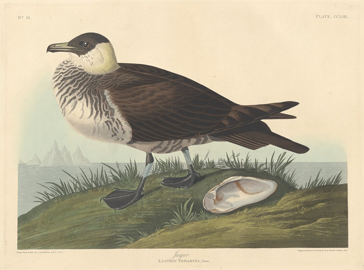 Jäger von Robert Havell after John James Audubon