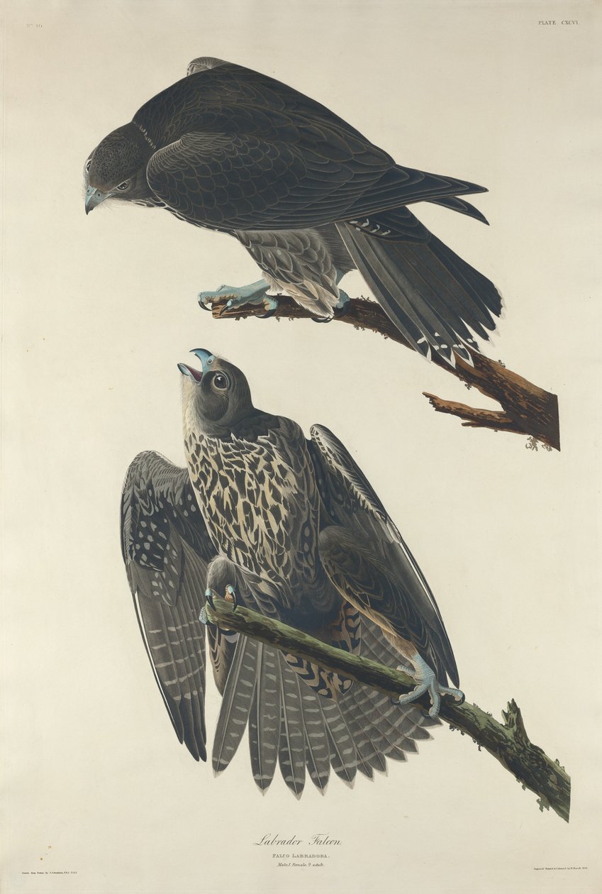Labradorfalke von Robert Havell after John James Audubon