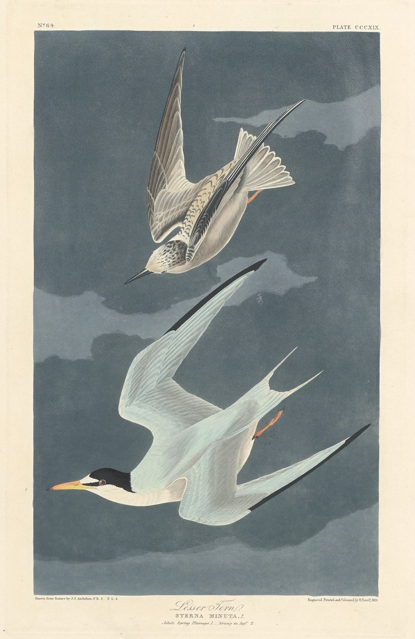 Zwergseeschwalbe von Robert Havell after John James Audubon