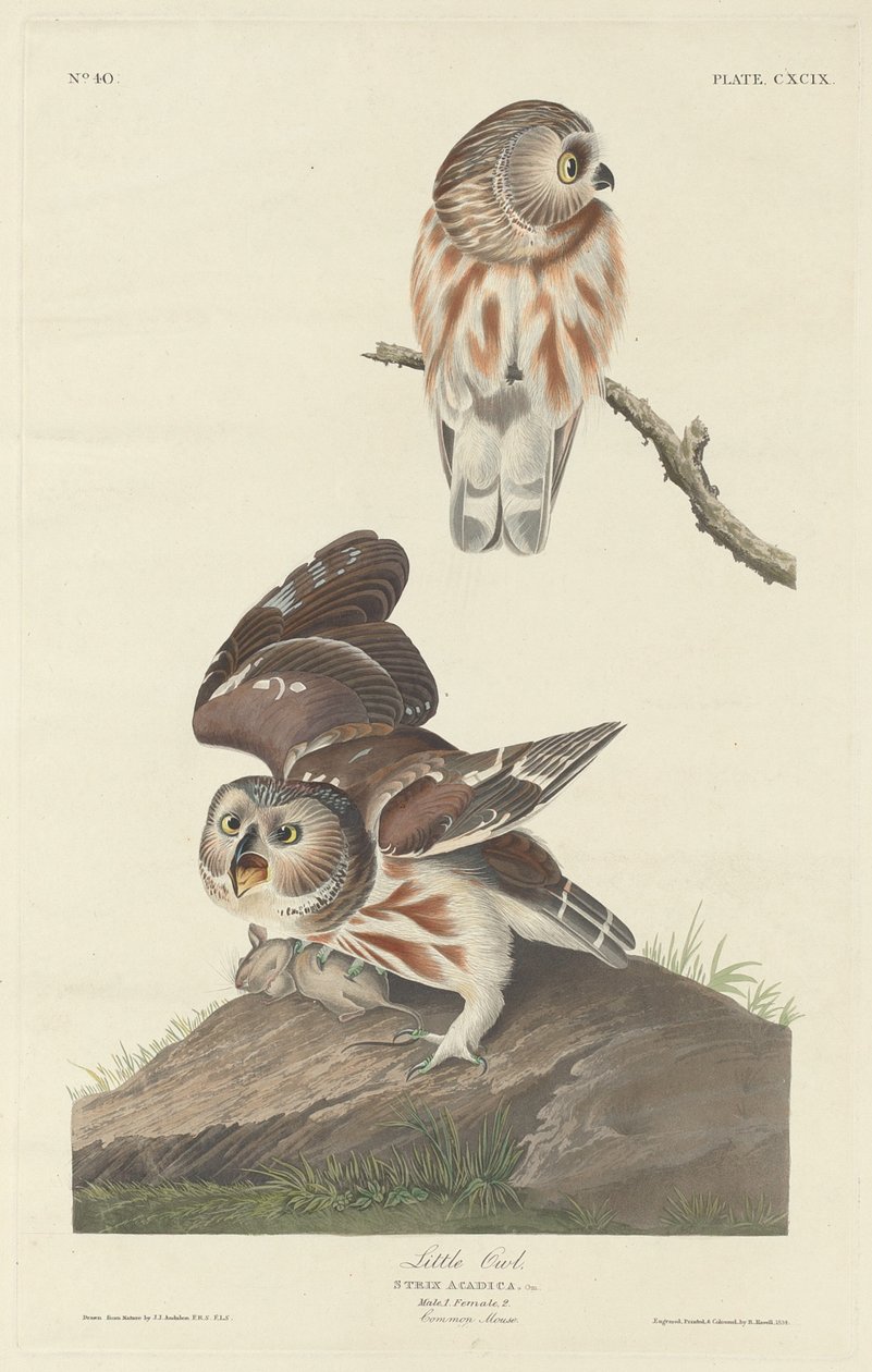 Kleine Eule von Robert Havell after John James Audubon