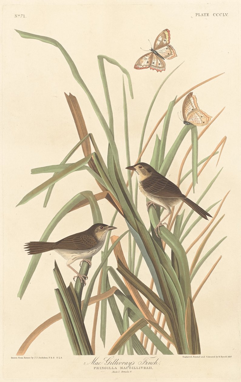 MacGillivrays Fink von Robert Havell after John James Audubon