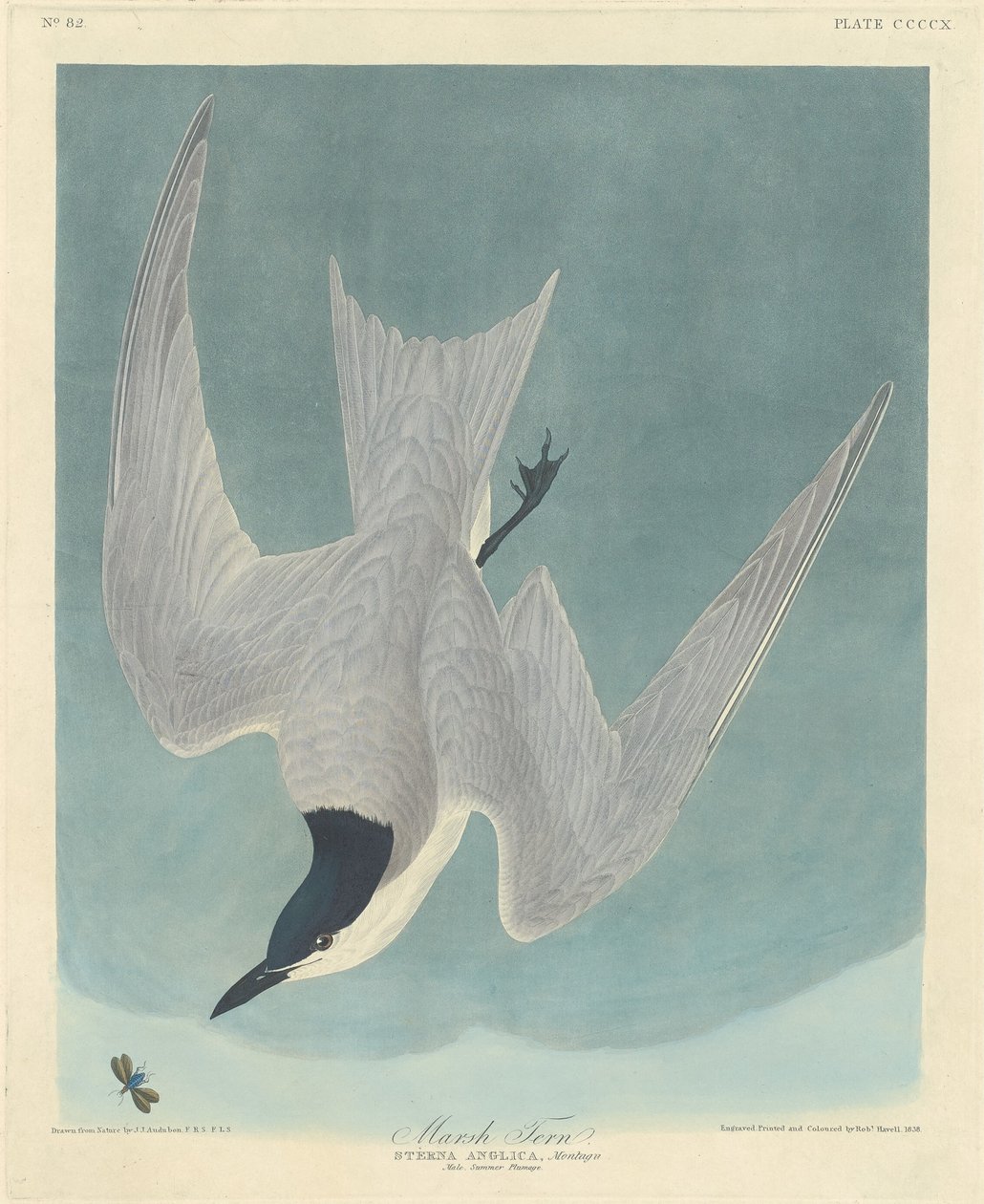 Sumpfseeschwalbe von Robert Havell after John James Audubon