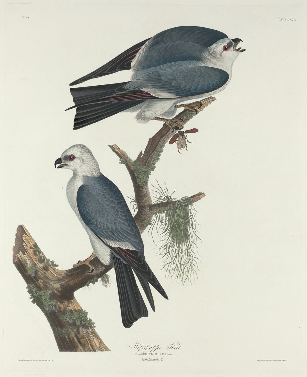 Mississippi-Weihe von Robert Havell after John James Audubon