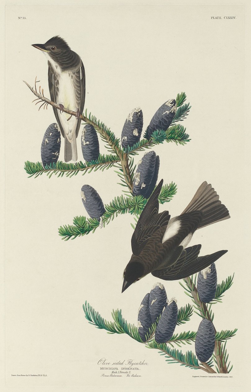 Olivenfliegenschnäpper von Robert Havell after John James Audubon