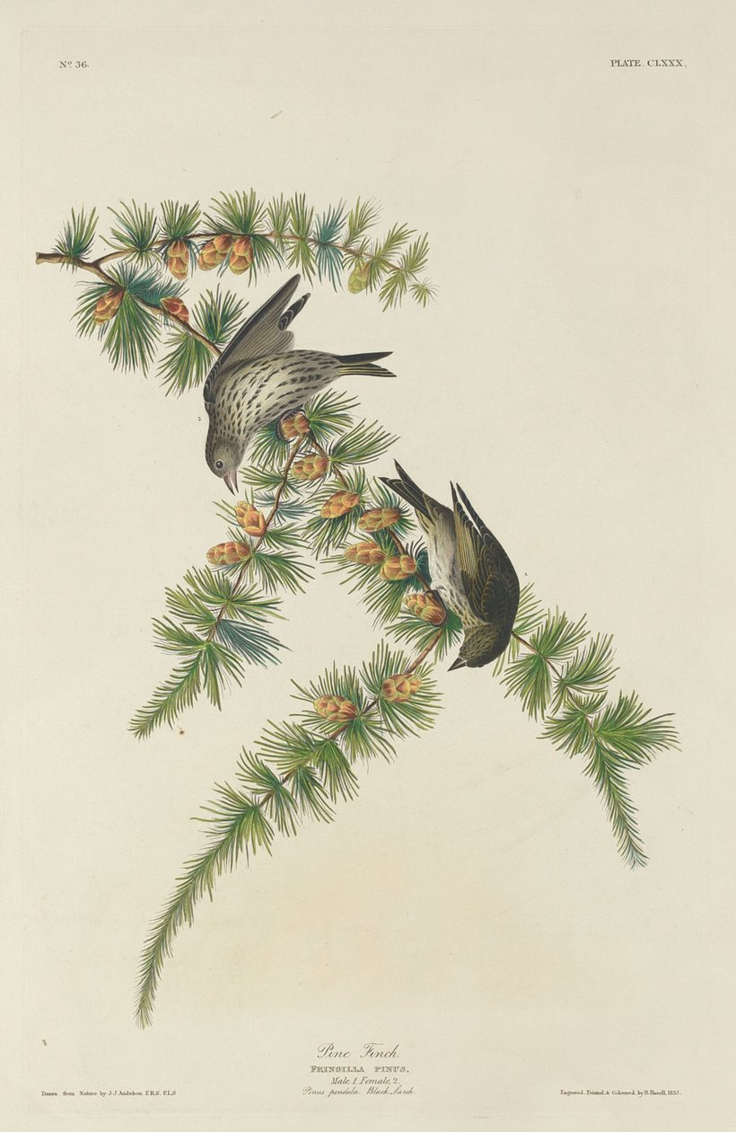 Fichtenzeisig von Robert Havell after John James Audubon