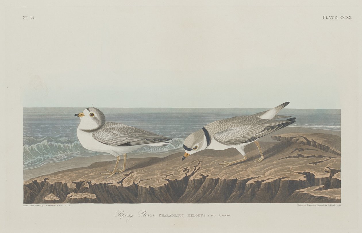 Pfeifender Regenpfeifer von Robert Havell after John James Audubon