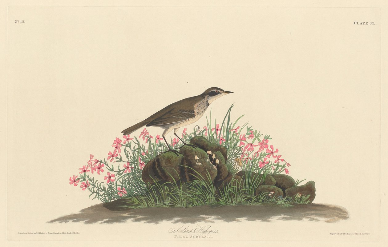 Prärie-Titlark von Robert Havell after John James Audubon