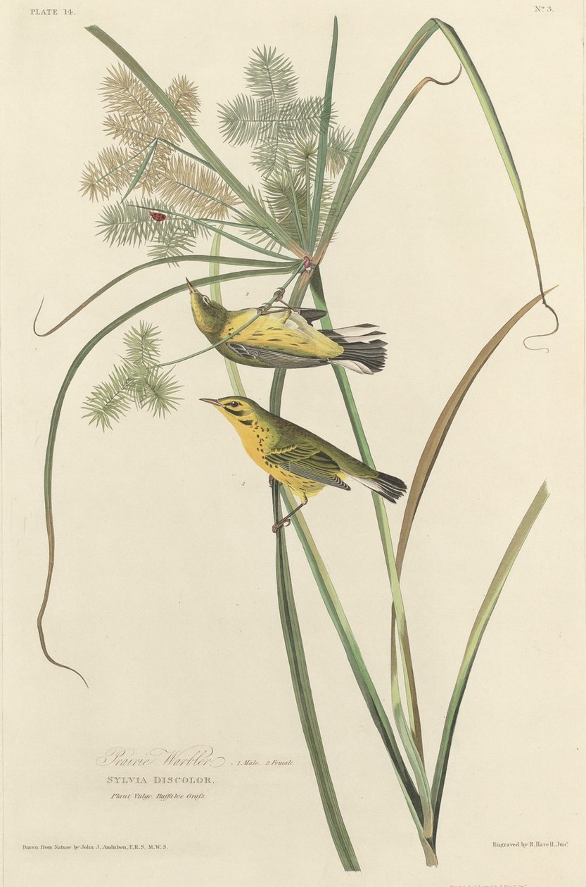 Präriewaldsänger von Robert Havell after John James Audubon