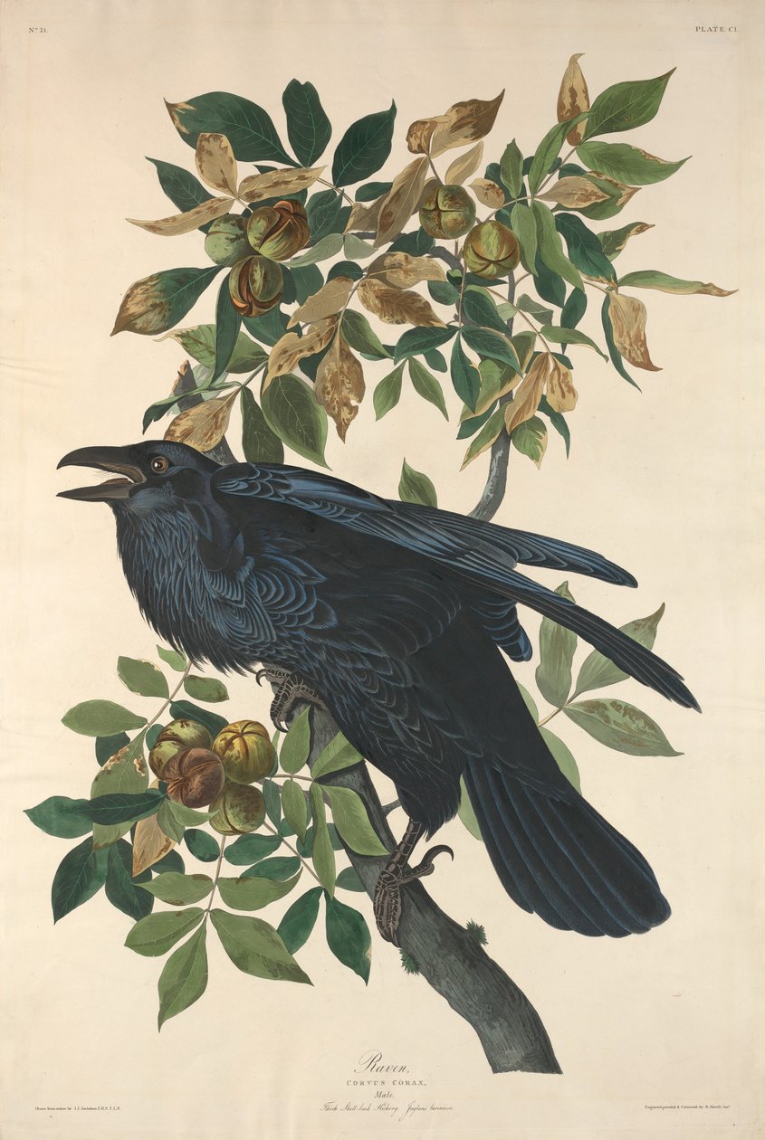 Rabe von Robert Havell after John James Audubon