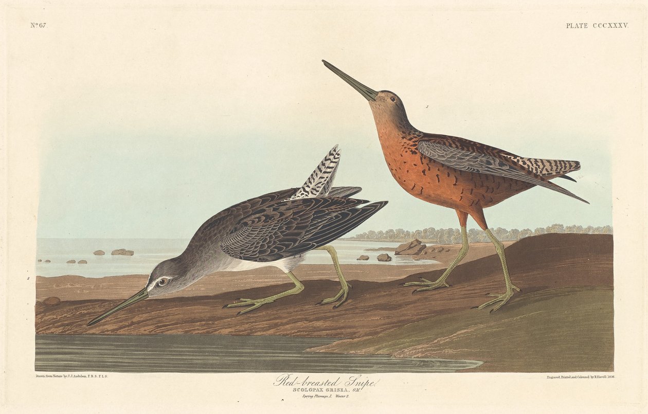 Rotschenkel von Robert Havell after John James Audubon