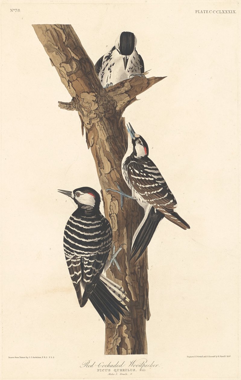 Specht mit rotem Kamm von Robert Havell after John James Audubon