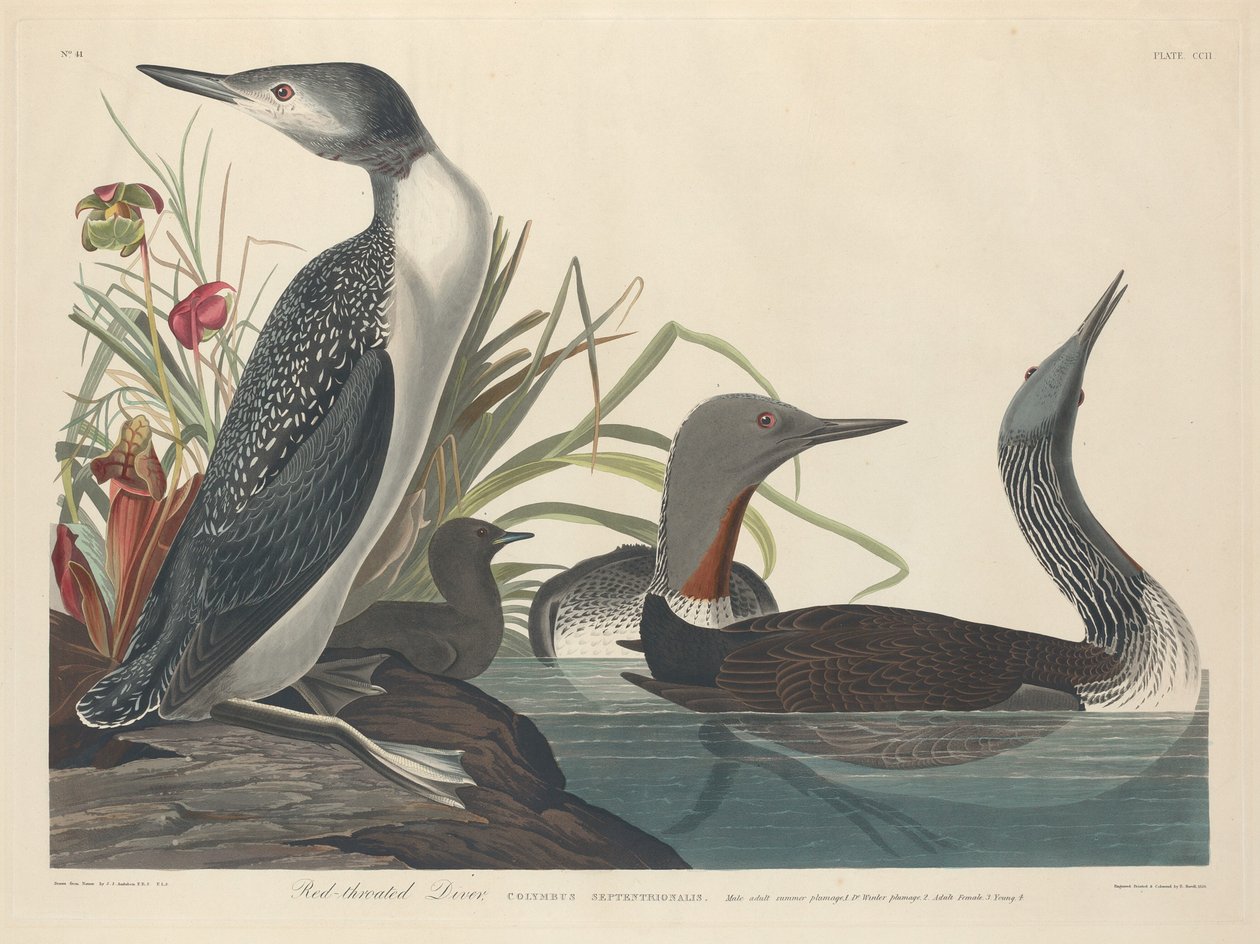 Rothalstaucher von Robert Havell after John James Audubon