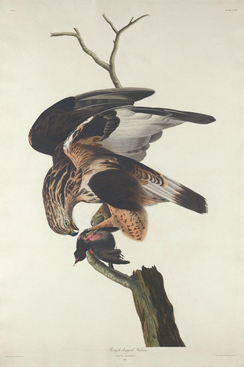 Raufußbussard von Robert Havell after John James Audubon