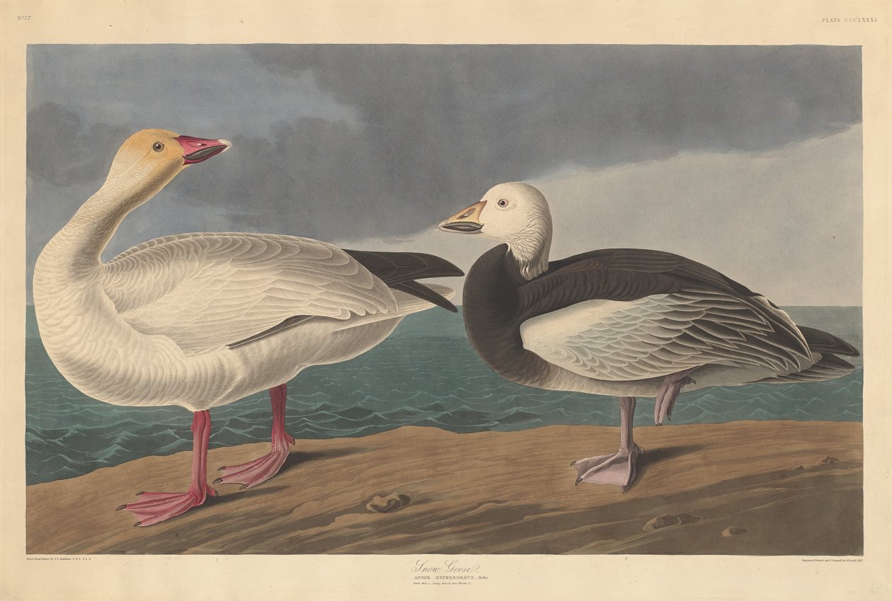 Schneegans von Robert Havell after John James Audubon