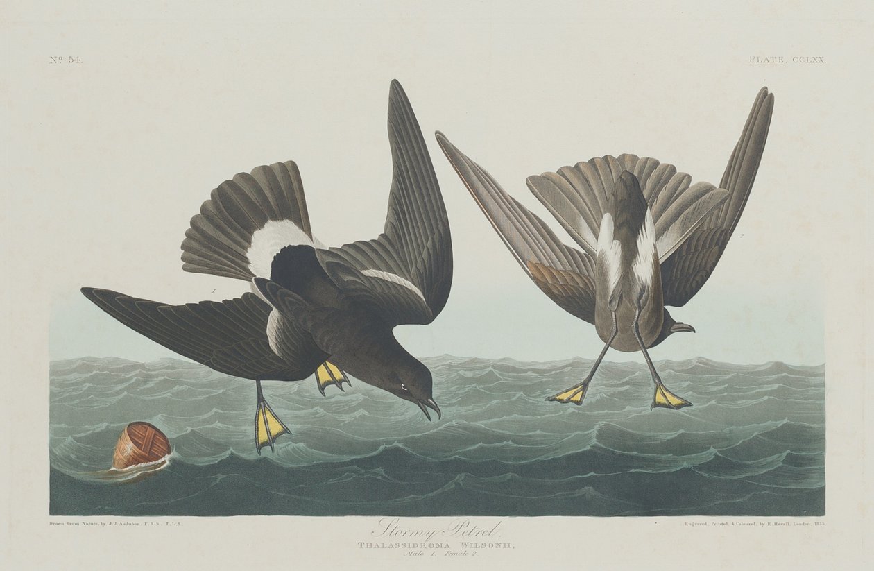 Sturmschwalbe von Robert Havell after John James Audubon