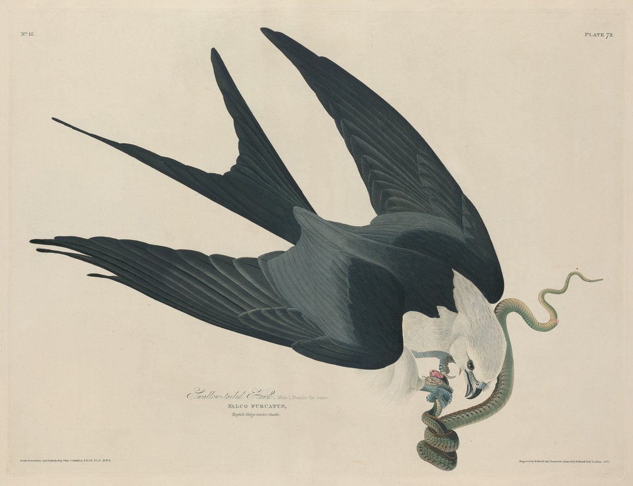 Schwalbenschwanzweih von Robert Havell after John James Audubon
