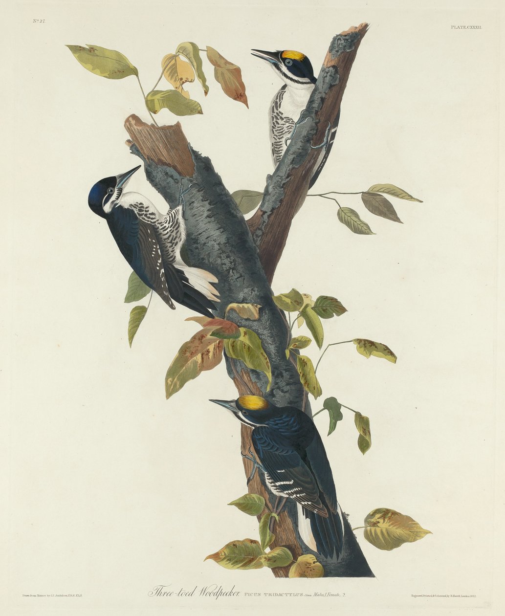 Dreizehenspecht von Robert Havell after John James Audubon