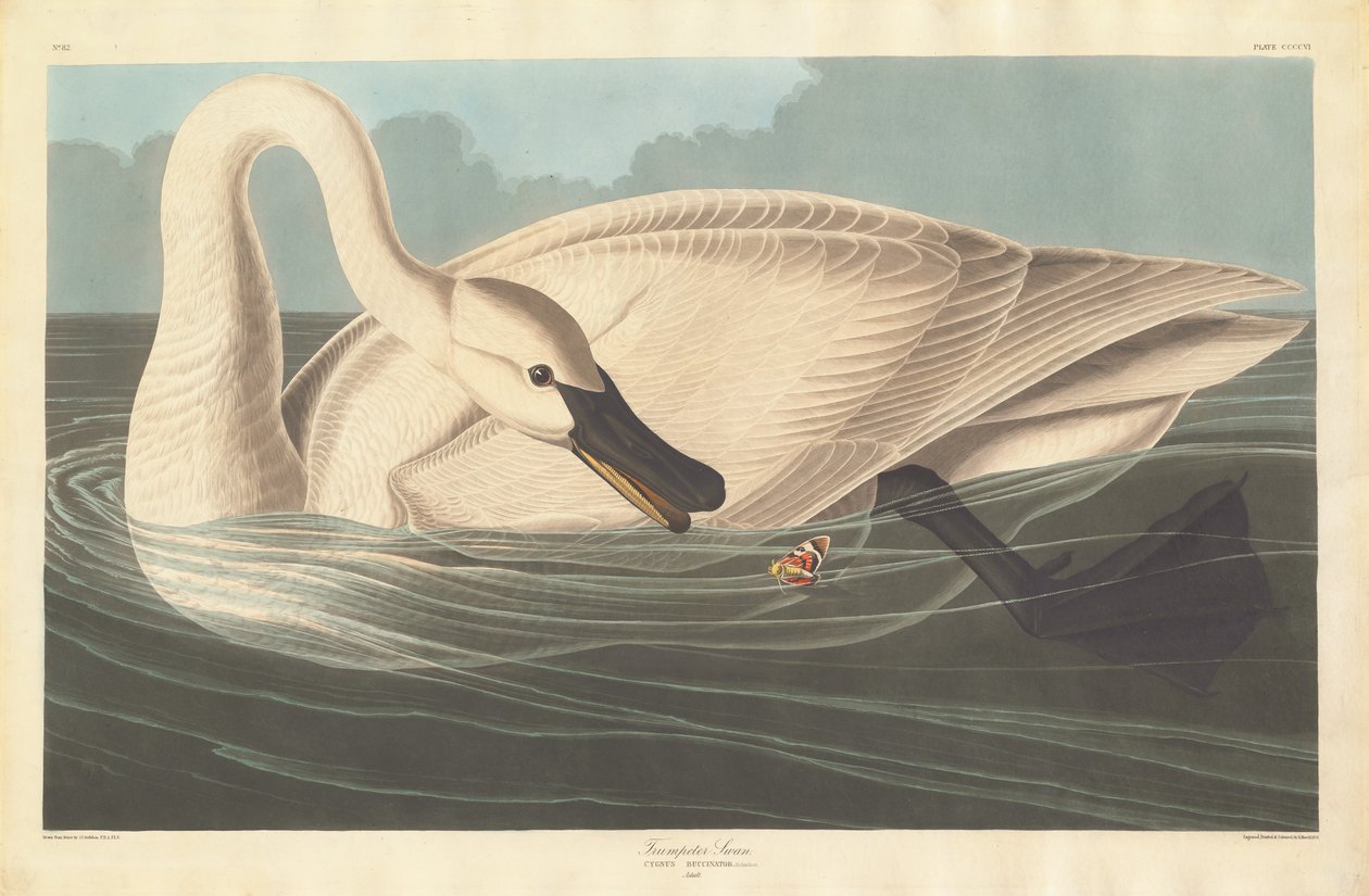 Trompeterschwan von Robert Havell after John James Audubon