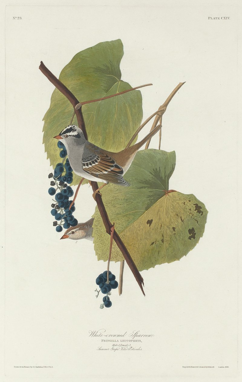 Weißkronensperling von Robert Havell after John James Audubon