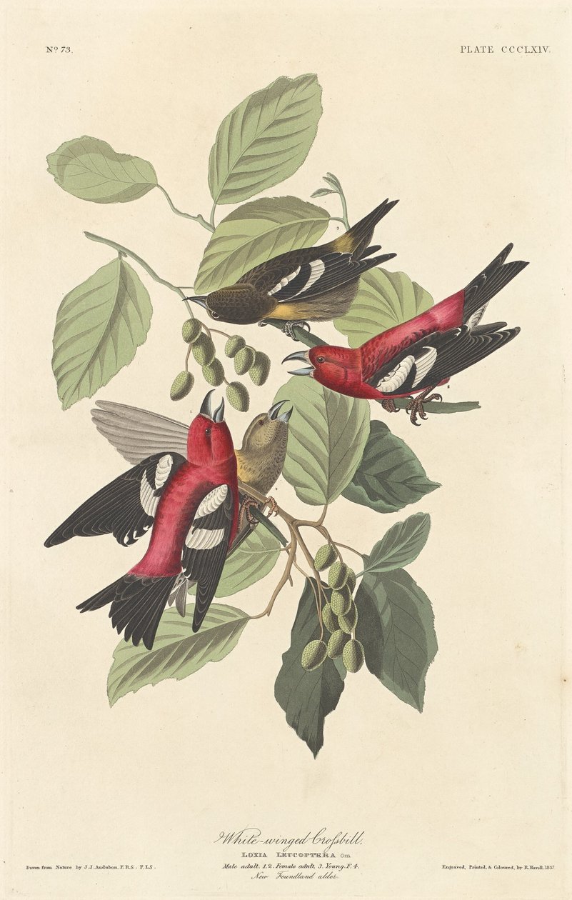 Weißflügeliger Kreuzschnabel von Robert Havell after John James Audubon