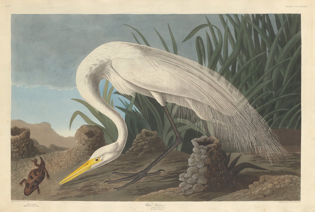 Weißer Reiher von Robert Havell after John James Audubon