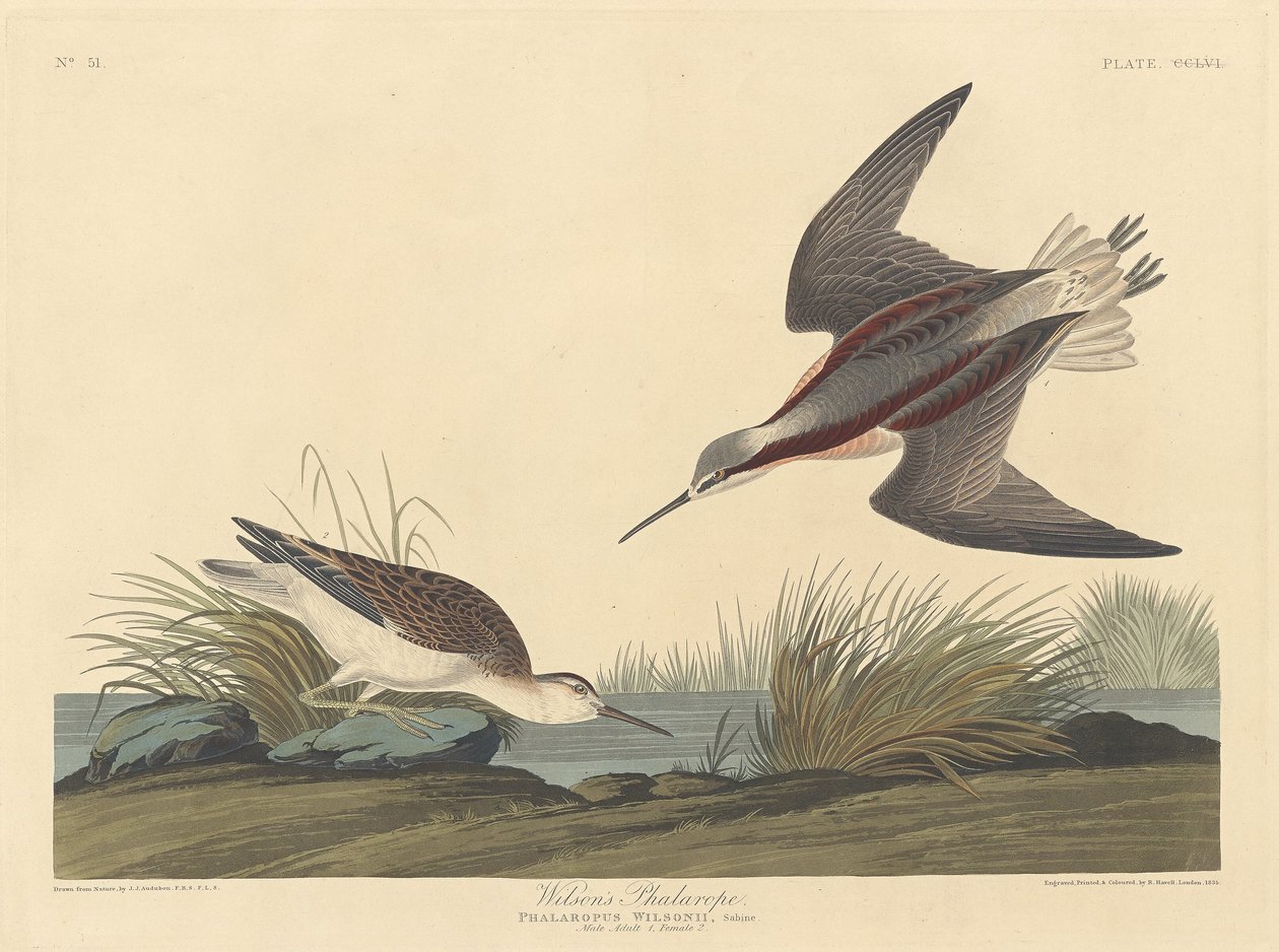 Wilson-Wassertreter von Robert Havell after John James Audubon