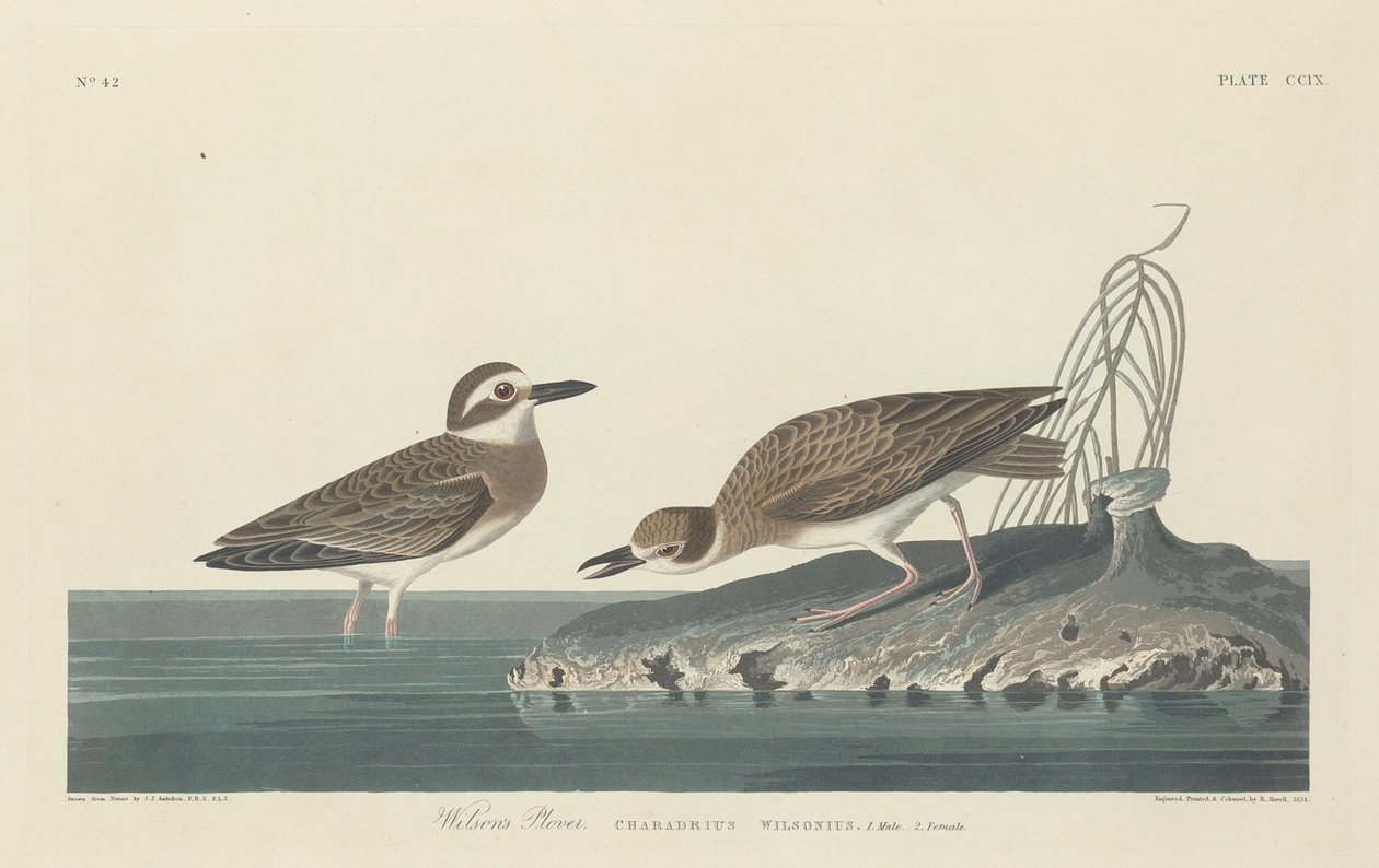 Wilsonregenpfeifer von Robert Havell after John James Audubon