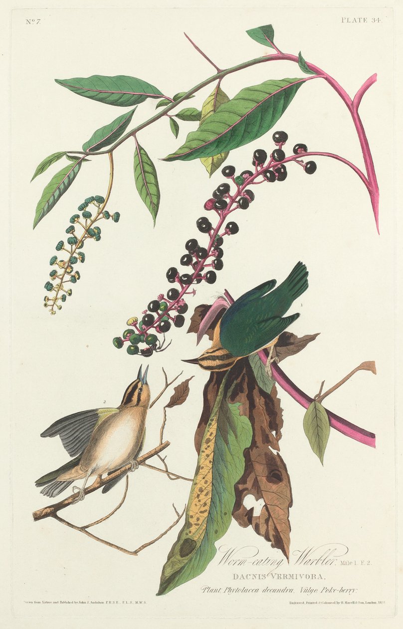 Wurmfressender Waldsänger von Robert Havell after John James Audubon