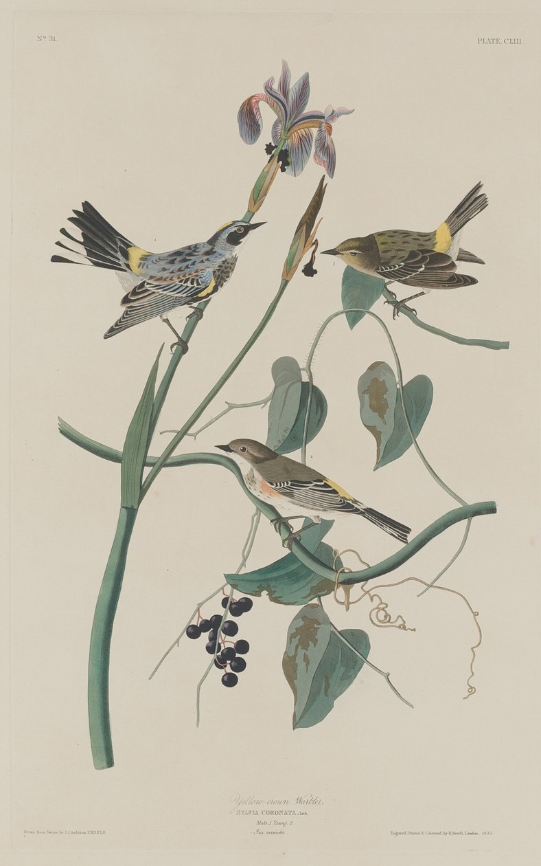 Gelbkopf-Waldsänger von Robert Havell after John James Audubon