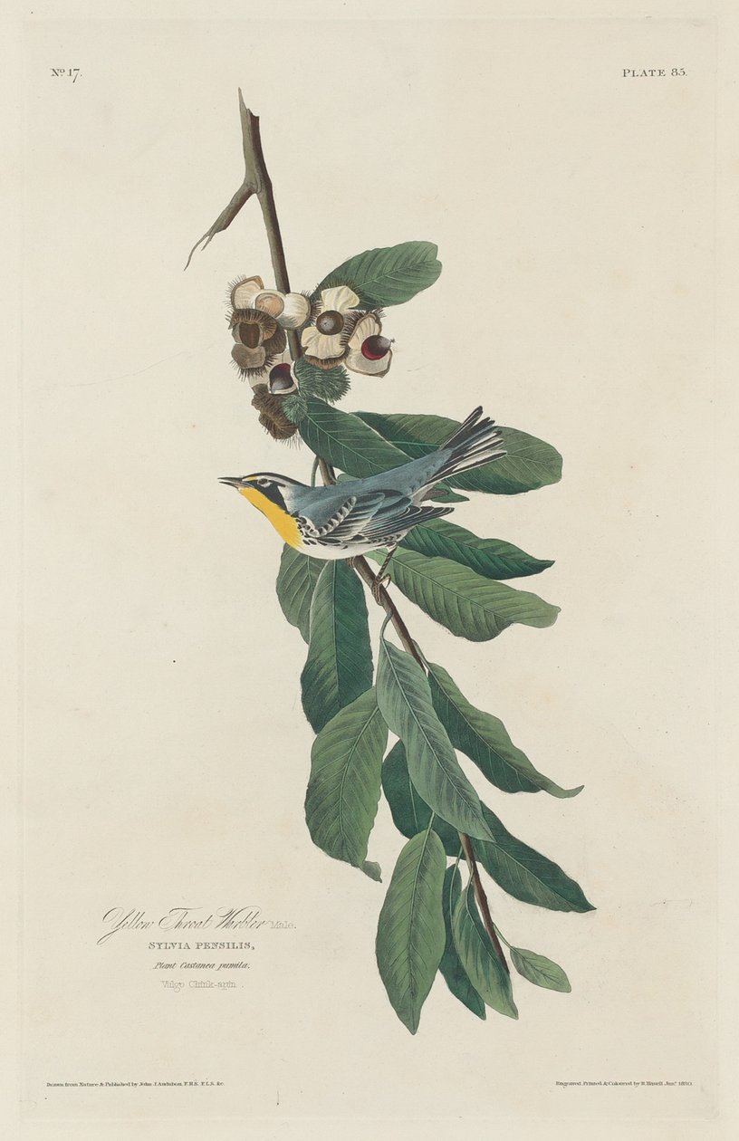 Gelbkehl-Waldsänger von Robert Havell after John James Audubon
