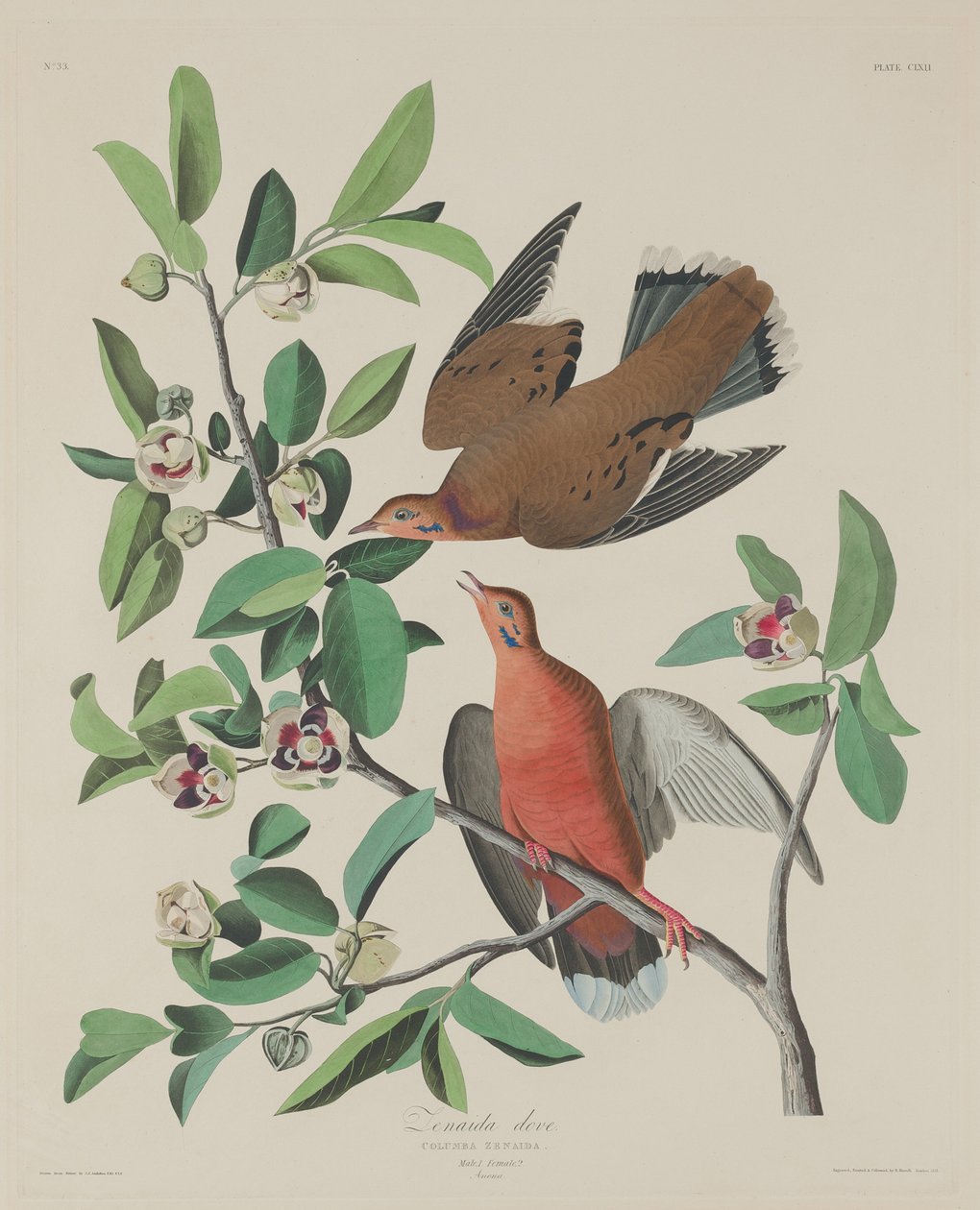 Zenaida-Taube von Robert Havell after John James Audubon